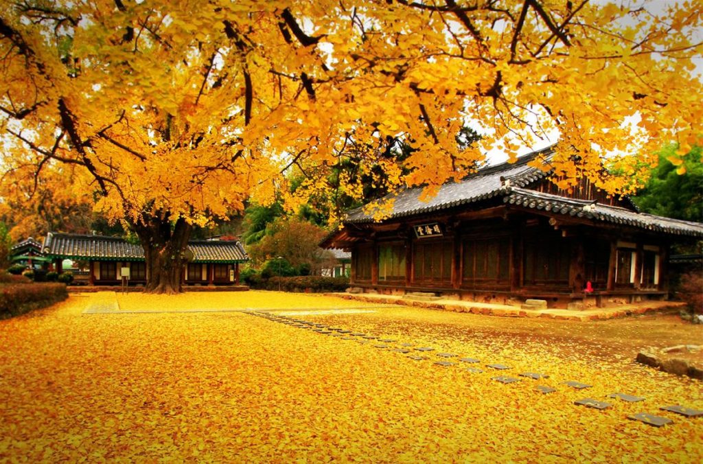 Du lịch Hàn Quốc mùa nào đẹp? Mùa thu