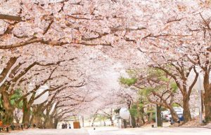 Thời điểm thích hợp để đi du lịch Hàn Quốc - Mùa Xuân