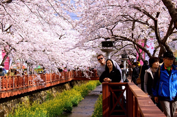 Tìm hiểu lễ hội hoa anh đào ở Jinhae, tỉnh Gyeongnam