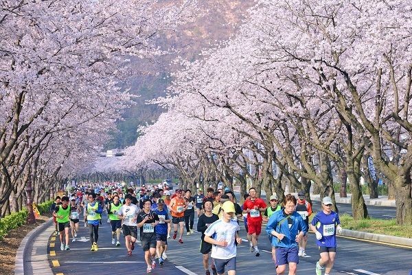 Lễ hội hoa anh đào kết hợp thi chạy marathon tại Gyeongju