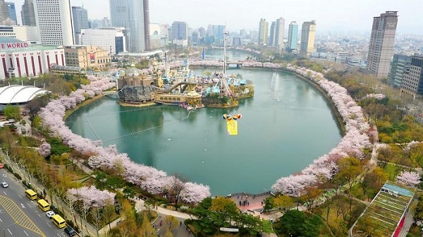 Lễ hội hoa anh đào Hàn Quốc tại hồ Seokchon, Seoul